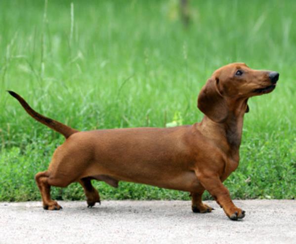 腊肠犬